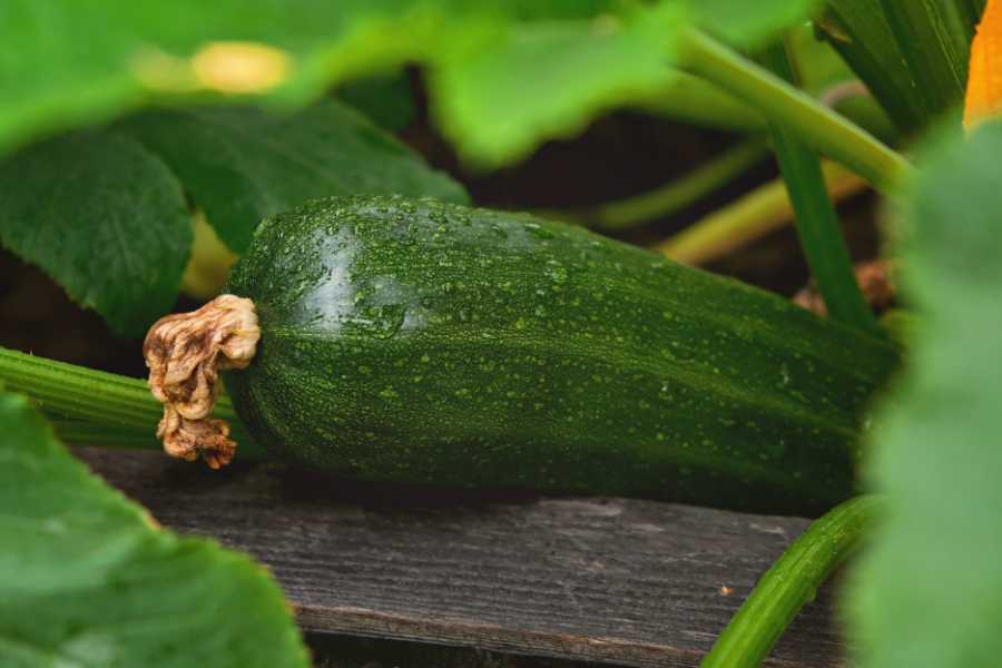How to Plant and Grow Zucchini at Home