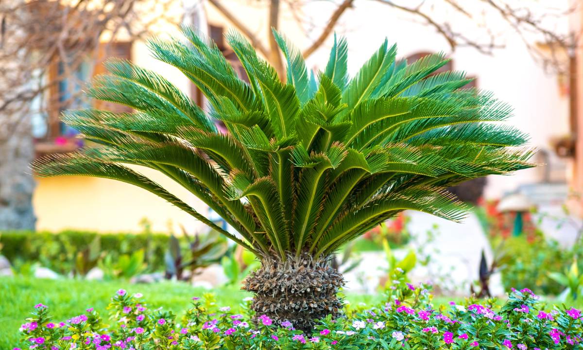 How to Plant a Palm Tree Seed